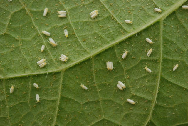 foto da praga mosca branca da embrapa