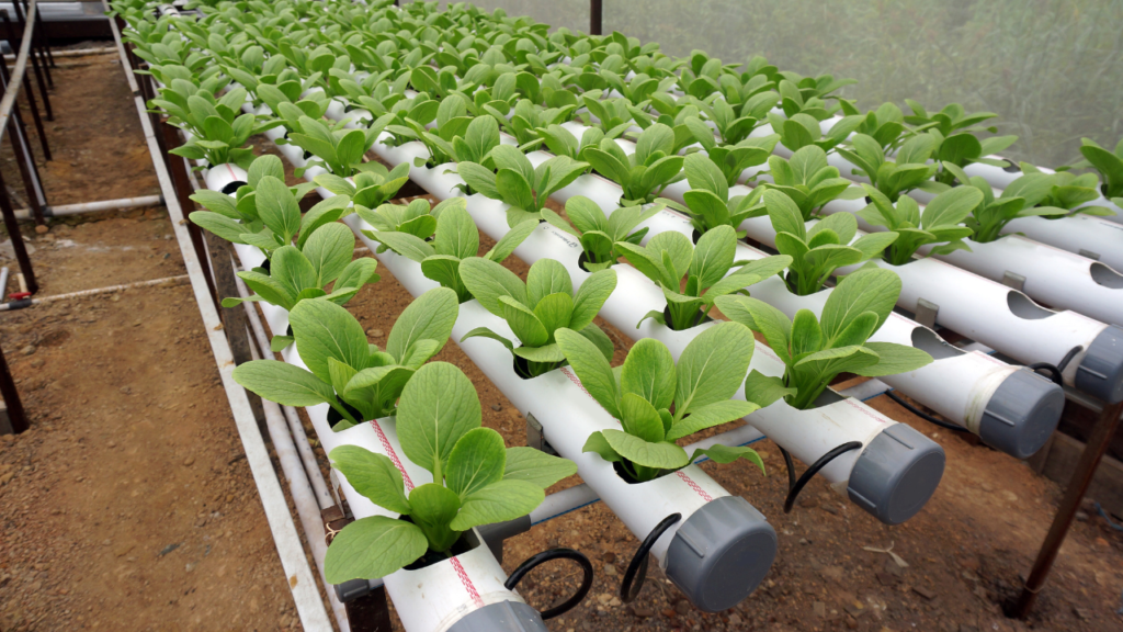 hidroponia para iniciantes - sistema hidroponico de tubo com plantas pequenas